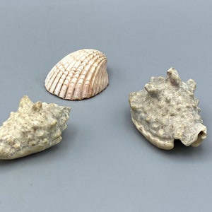 3 verschiedene Muscheln, größte 7,2cm
