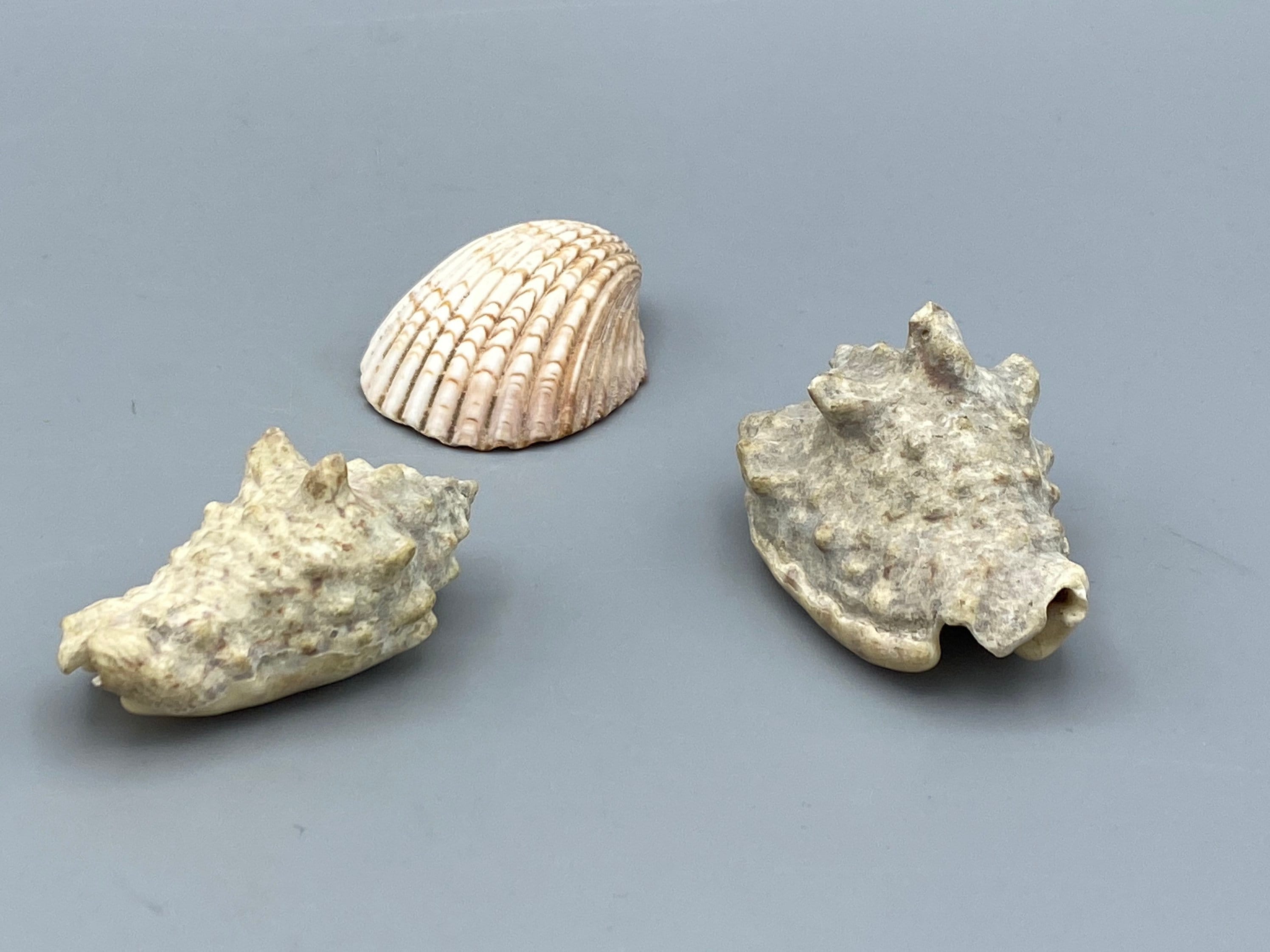 貝殻3種、最大7.2cm - Etsy 日本