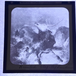 Antique Glass Black and White Magic Lantern Slide, by Early 20th century Slide, Edwardian Hunted Stag