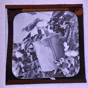 Antique Glass Black and White Magic Lantern Slide, by Early 20th century English Slide, Curious Nesting Places
