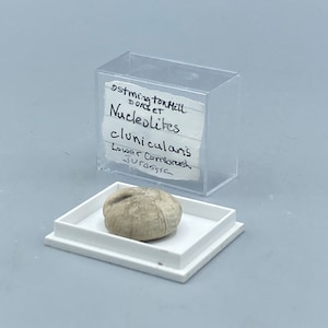 Jurassic Fossil, Nucleolites Clunicularis, Dorset