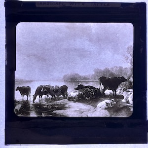Antique Glass Black and White Magic Lantern Slide, by Early 20th century Slide, Edwardian Many Cows among a Lake
