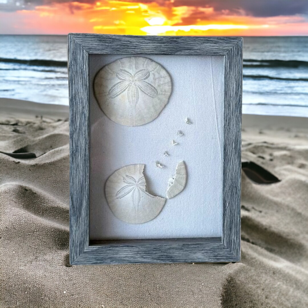 Legend of the Sand Dollar Shadow Box With Authentic Sand Dollars