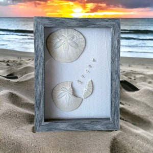 Legend of the sand dollar shadow box with authentic sand dollars. Includes a pdf calendar, a poem card, and a sand dollar sticker.