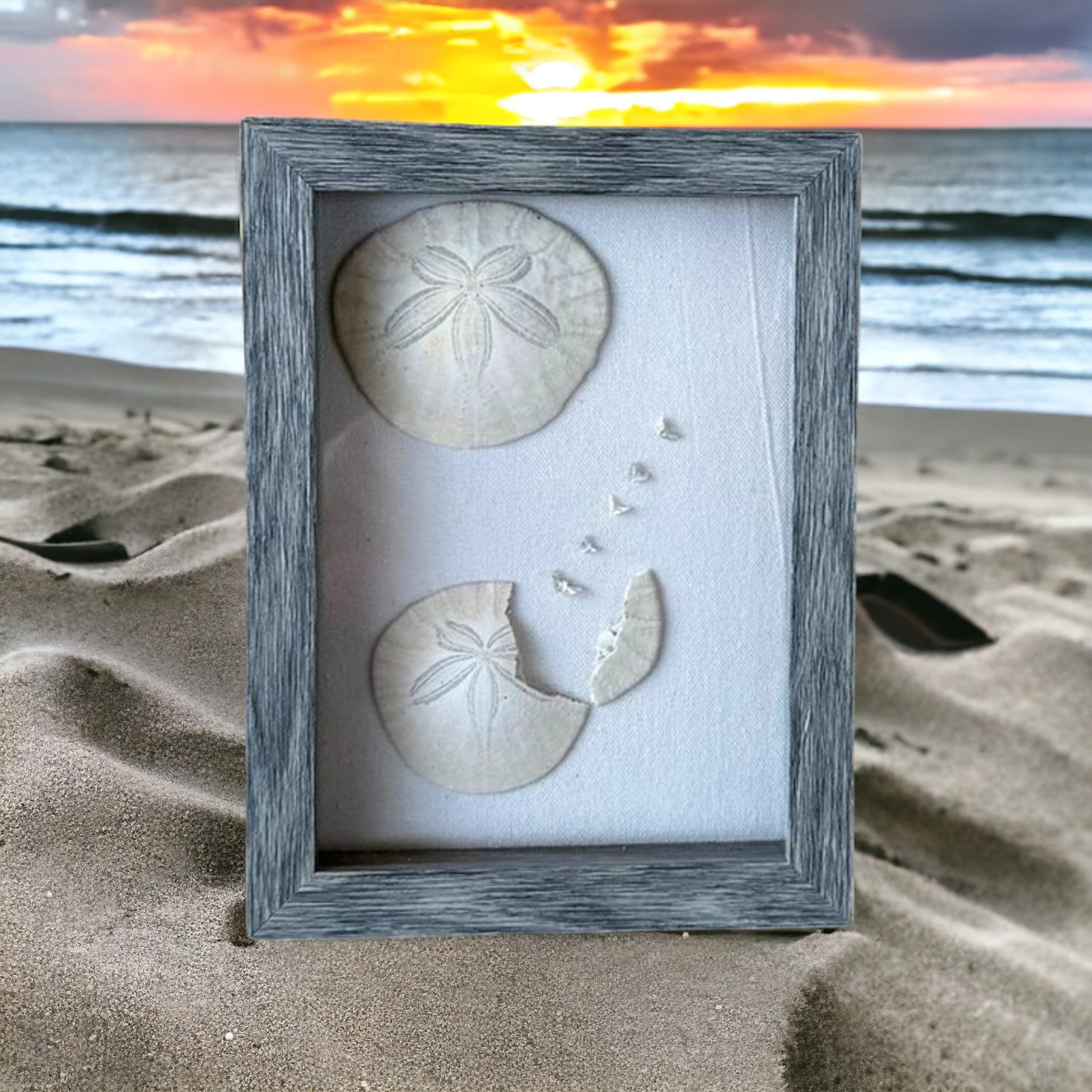 Legend of the Sand Dollar Shadow Box With Authentic Sand Dollars ...