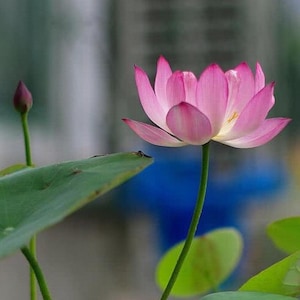 Nelumbo nucifera | Lotus in a bowl | small lotus | 10 Seeds Pack, Shipped from Los Angeles