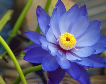 Nymphaea caerulea | Blauwe Egyptische Lotus | Heilige waterlelie | Blauwe Lotus | Pakket met 25 zaden, verzonden vanuit Los Angeles