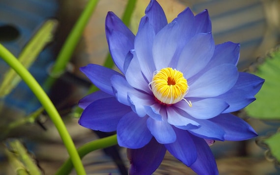 Nymphaea Caerulea Blue Egyptian Lotus Sacred Water Lily Blue Lotus 20 Seeds  Pack, Shipped From Los Angeles 