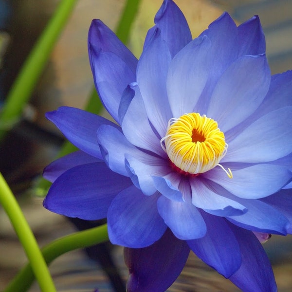 Blue Lotus Flower Etsy