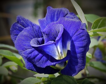 Clitoria ternatea | Blue Butterfly Pea Flower Seeds | Asian pigeonwings | bluebellvine | cordofan | 10+ Seeds Pack, Shipped from Los Angeles