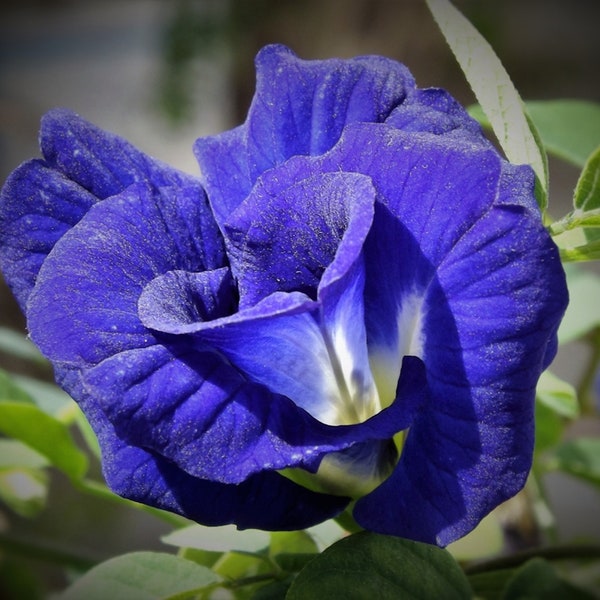 Clitoria ternatea | Blue Butterfly Pea Flower Seeds | Asian pigeonwings | bluebellvine | cordofan | 10+ Seeds Pack, Shipped from Los Angeles