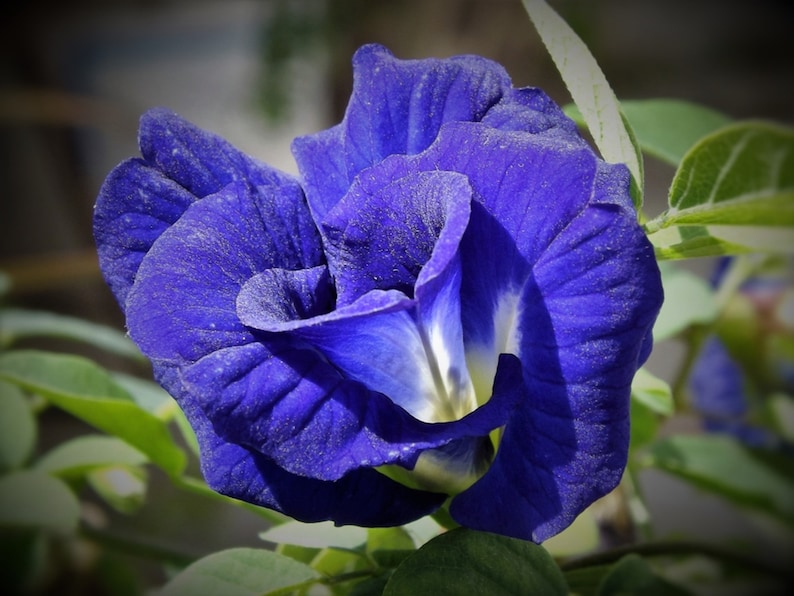 Clitoria Ternatea Blue Butterfly Pea Flower Seeds Asian Pigeonwings
