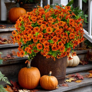 May include: A wooden barrel overflowing with vibrant orange flowers and green foliage. Two pumpkins sit in front of the barrel, with a white pumpkin and more pumpkins in the background. The scene is set on wooden steps with fall leaves.