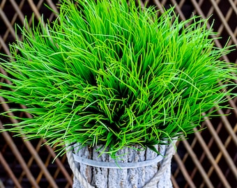 Hierba de trigo artificial Plantas falsas al aire libre - Paquetes de boda Vegetación artificial Resistente a los rayos UV Flores de plástico sintético Arbustos Tallos altos - Hierba