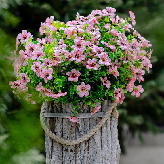 hanging baskets plants Elegance Hanging Basket - Large 41cm main image 0