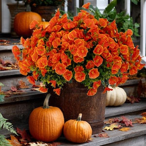 May include: A wooden barrel planter overflowing with vibrant orange flowers and green foliage. Two large orange pumpkins and a smaller one sit on the wooden steps, alongside a white pumpkin. Autumn leaves add to the seasonal decor.
