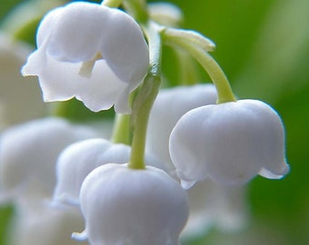 3 Plump Lily of the Valley Roots - Etsy