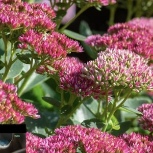 25 Starter Plant Autumn Joy, Bulk Garden Fillers | Live Perennial Plants, Bareroot