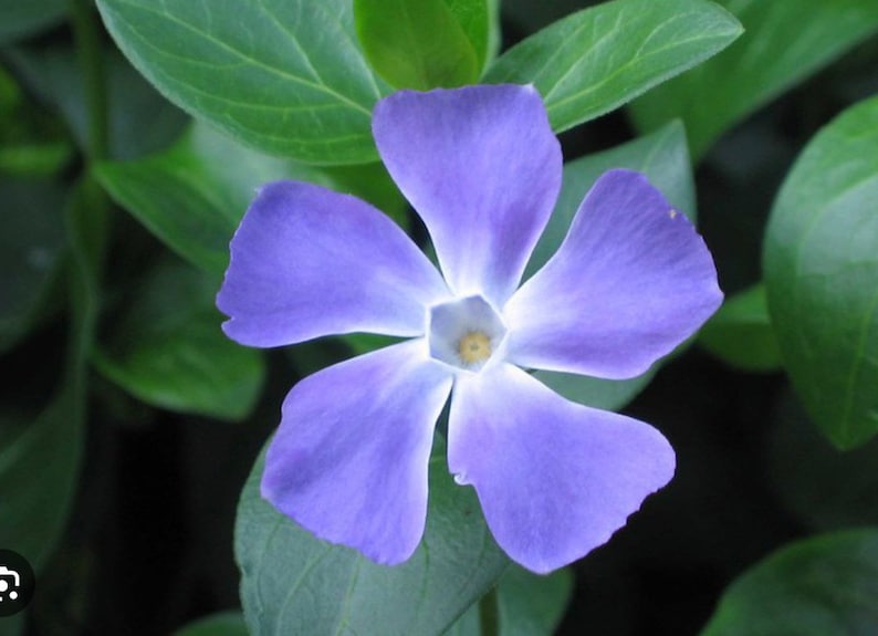 50 Vinca Minor Periwinkle starter plants Perennial Evergreen Ground Cover image 1