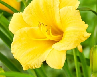 Bulk! 20 Bare root of live  Daylily yellow STELLA DE ORO Hemerocallis Flower Plants