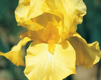25 plants Bare root starters of yellow iris Rhizome starter plants