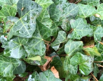 50 ROOTED English Ivy Cuttings, Hedera Helix Groundcover |Bare root