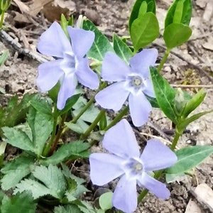 50 Vinca Minor Periwinkle starter plants Perennial Evergreen Ground Cover image 2