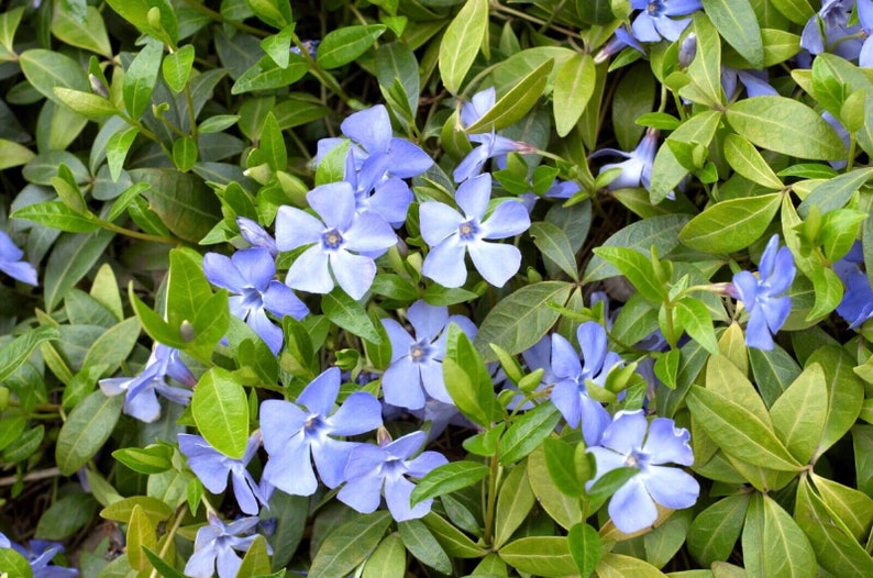 50 Vinca Minor Periwinkle starter plants Perennial Evergreen Ground Cover image 3