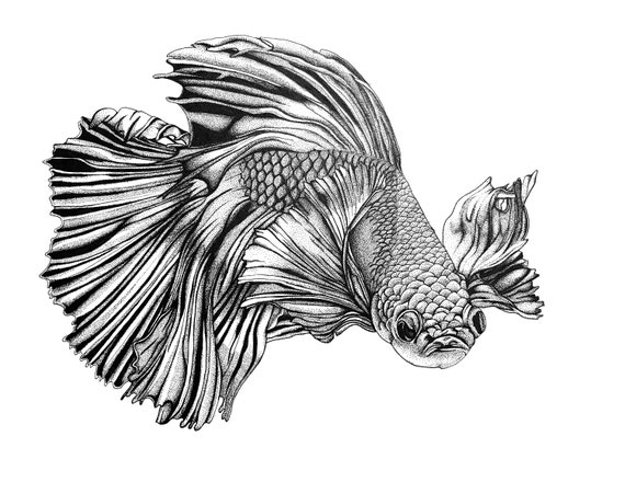 Siamese Fighting/betta Fish Illustration, Dot Work, Stippling, A4