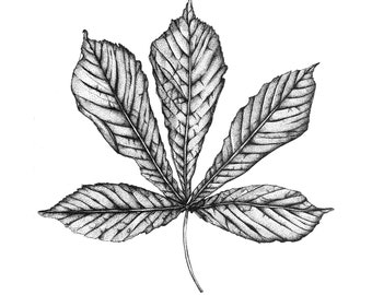 Horse chestnut leaf - Illustration, dot work, stippling, A4 print