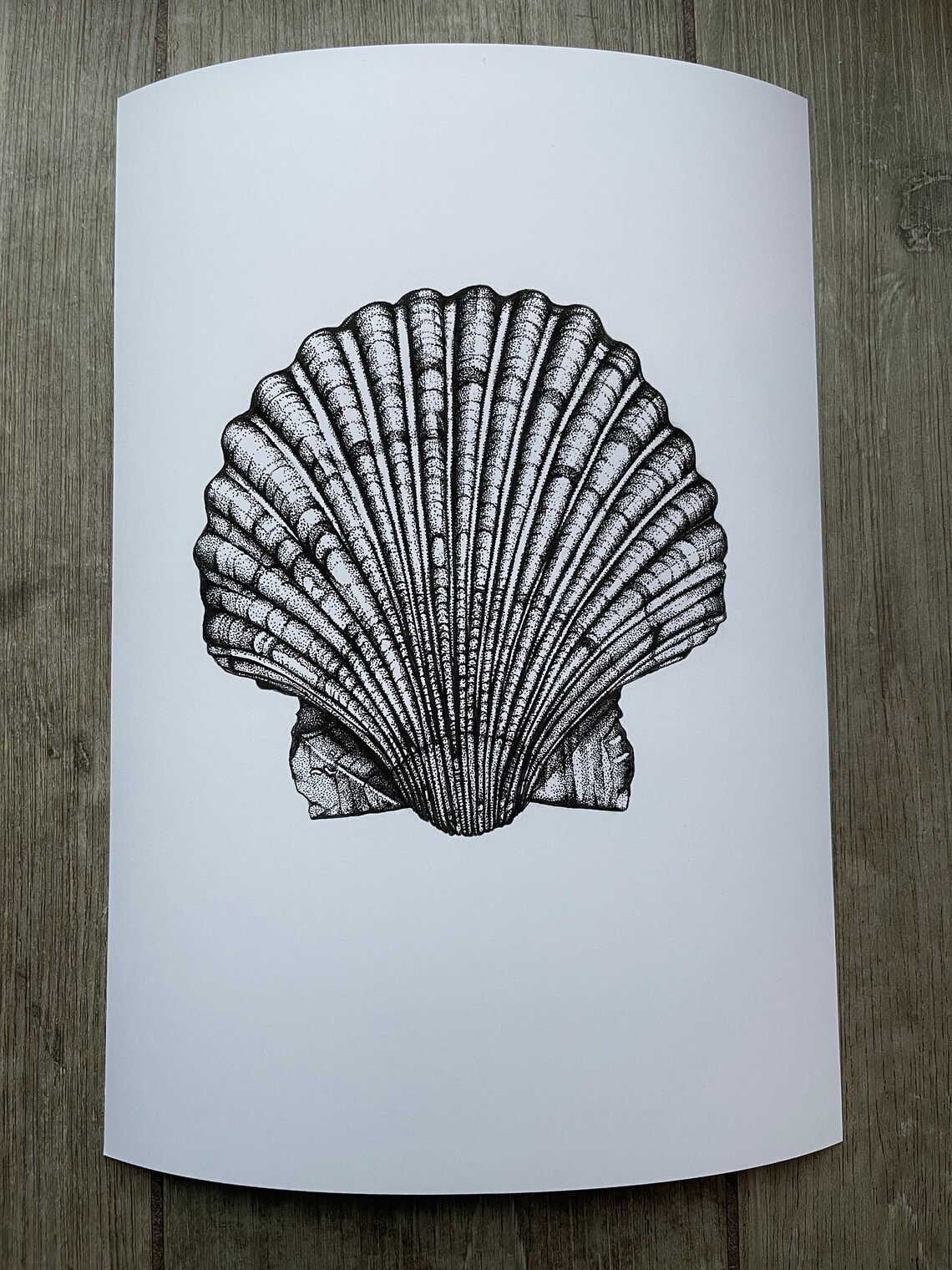 Scallop Seashell - Pointillism, Illustration, Dot Work, Stippling, A4 ...