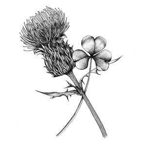 Scottish Thistle & Shamrock - Illustration, dot work, stippling, A4 print