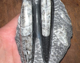 Orthoceras Fossil