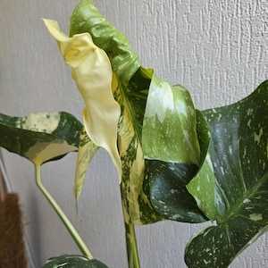 Op de afbeelding: Een bonte Monstera-plant met grote, hartvormige bladeren met een duidelijk patroon van donkergroen, lichtgroen en crèmewitte spikkels. Een nieuw, ontluikend blad vertoont een opvallende, bleekgeel-witte kleur over het gehele oppervlak.