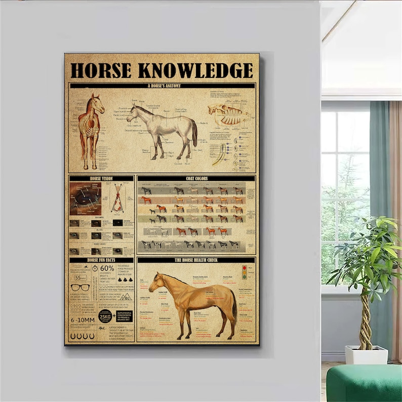 Horse Knowledge Poster Horse Anatomy Poster Horse Knowledge Etsy