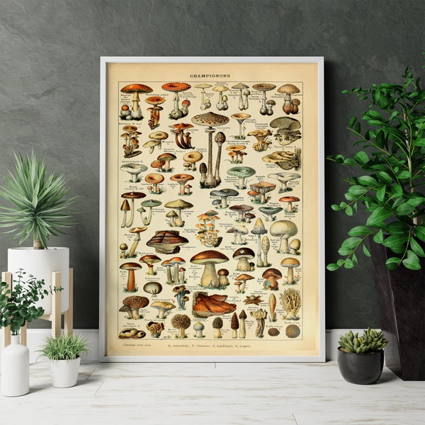Mushroom Poster, Mushroom Print, Botanical Print, Botanical illustration, Vintage Botanical Art, Fungi Art by Adolphe Millot, Kitchen Art