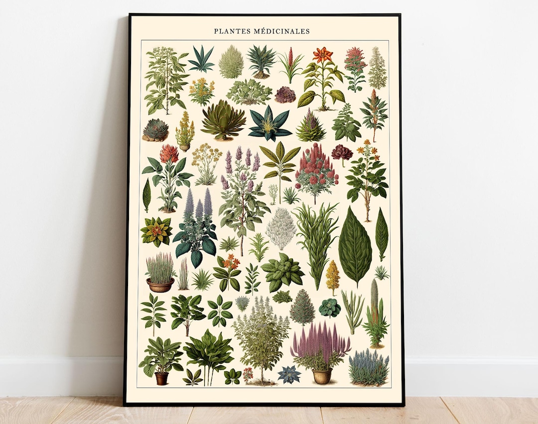 Medicinal Herbs Poster Medicinal Plants Art Larousse Book Etsy