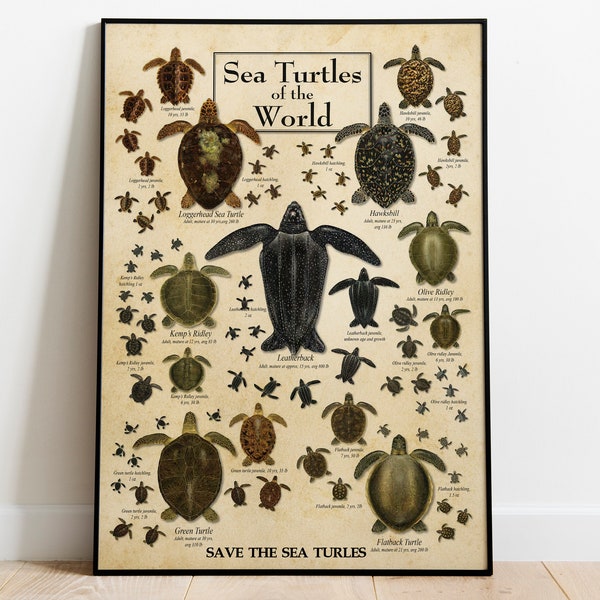 Types of Turtle Knowledge Poster, Sea Turtle of The Worlds Vintage Poster, Turtles Knowledge Poster, Turtles Art Print, Turtles Lover Gift