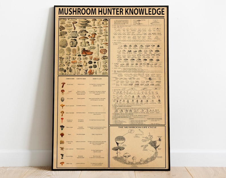 Op de afbeelding: Een vintage poster met de titel "Mushroom Hunter Knowledge" met illustraties van verschillende soorten paddenstoelen, hun gebruikelijke en wetenschappelijke namen, en waar je ze kunt vinden. De poster bevat ook een diagram van de levenscyclus van paddenstoelen.