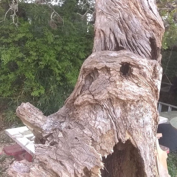 Hollow Twisting Oak Trunk