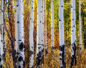 Aspen Tree Canvas Print, Colorado Fall Wall Art