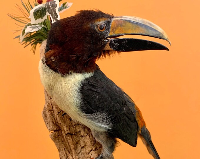 Taxidermy Bird Stuffed Bird GREEN ARACARI Green Aracari Etsy