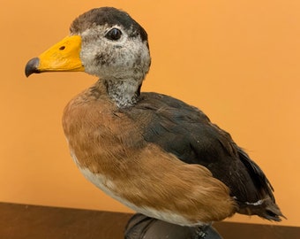 Ausgestopfter Vogel PYGMY GOOSE nettopus auritus sehr schön