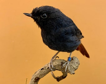 Taxidermie vogel opgezette vogel RIDGEART PLUMBEUS Phoenicurus Plumbeus