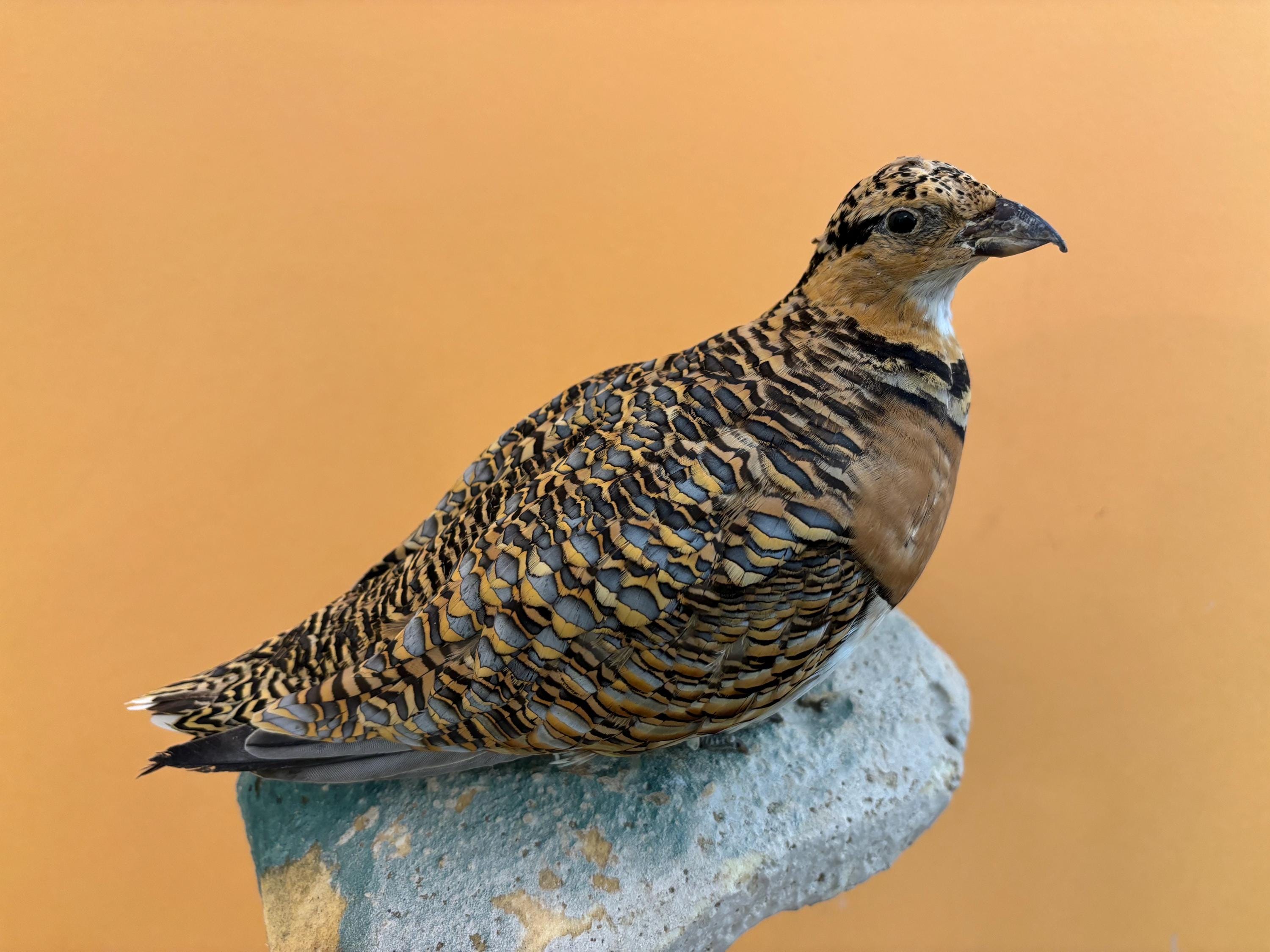 Taxidermy bird stuffed bird PTEROCLE pterocles alchata