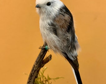 Taxidermie vogel opgezette vogel TITAT Aegithalos caudatus