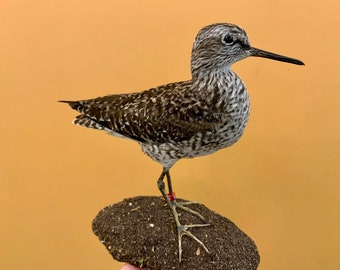 Taxidermie vogel opgezette vogel WOODSPIPER Tringa glareola