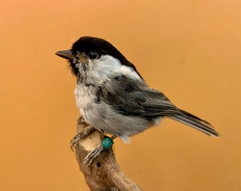 Taxidermie vogel opgezette vogel ALPESTRIAL GRIJZE MEES Poecile montanus