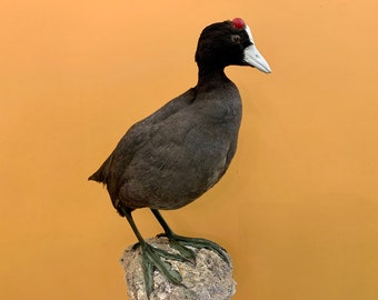 Pájaro taxidermia pájaro relleno CRESTED FALLA Fulica cristata