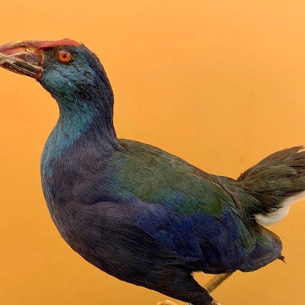 Oiseau de taxidermie oiseau en peluche POULET SULTAN AFRICAIN Porphyrio madagascariensis